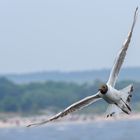  black-headed gull ...