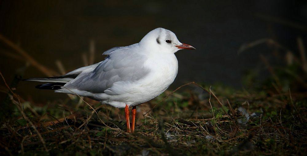 Black-headed Gull