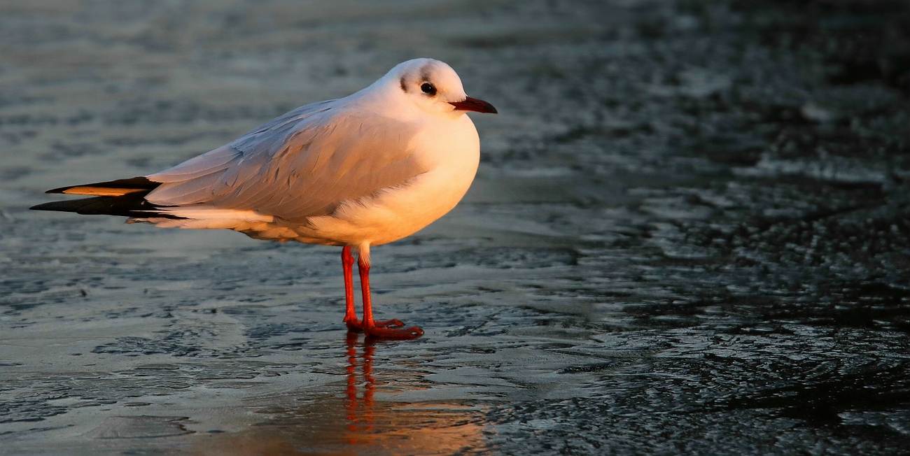 Black-headed Gull