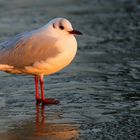 Black-headed Gull