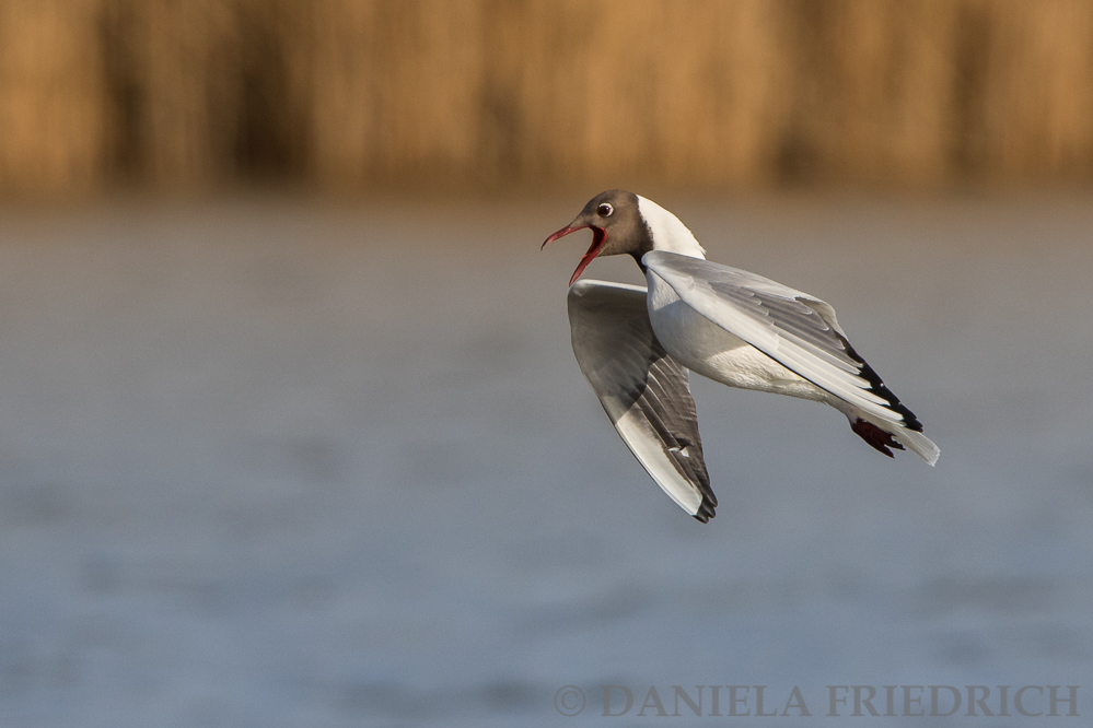 Black-headed Gull