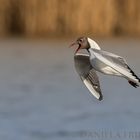 Black-headed Gull