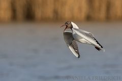 Black-headed Gull