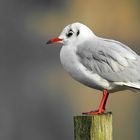 Black-headed Gull