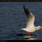 Black-headed Gull (Chroicocephalus ridibundus)