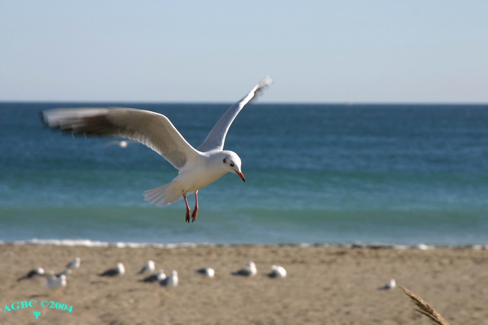 Black-headed Gull / Gaviota reidora (Larus radibundus)