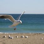 Black-headed Gull / Gaviota reidora (Larus radibundus)