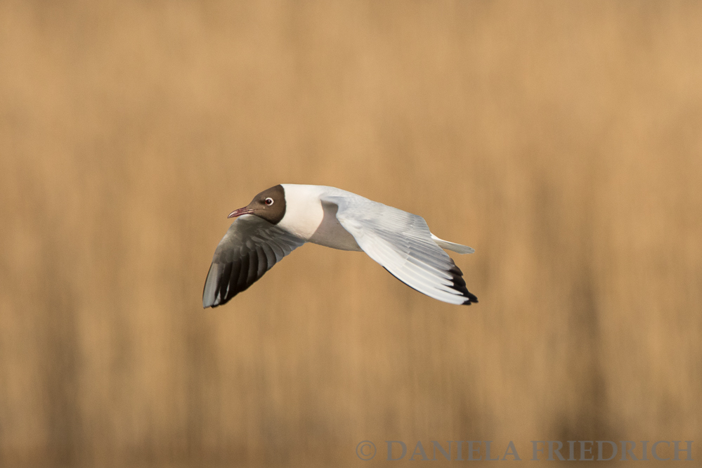 Black-headed Gull II