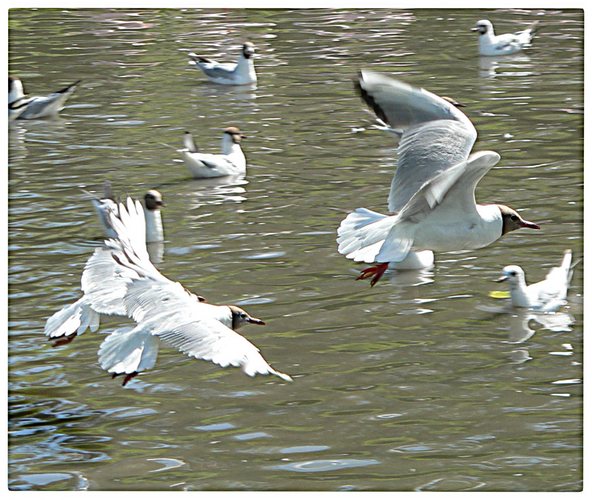 Black headed Gulls in flight