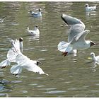 Black headed Gulls in flight