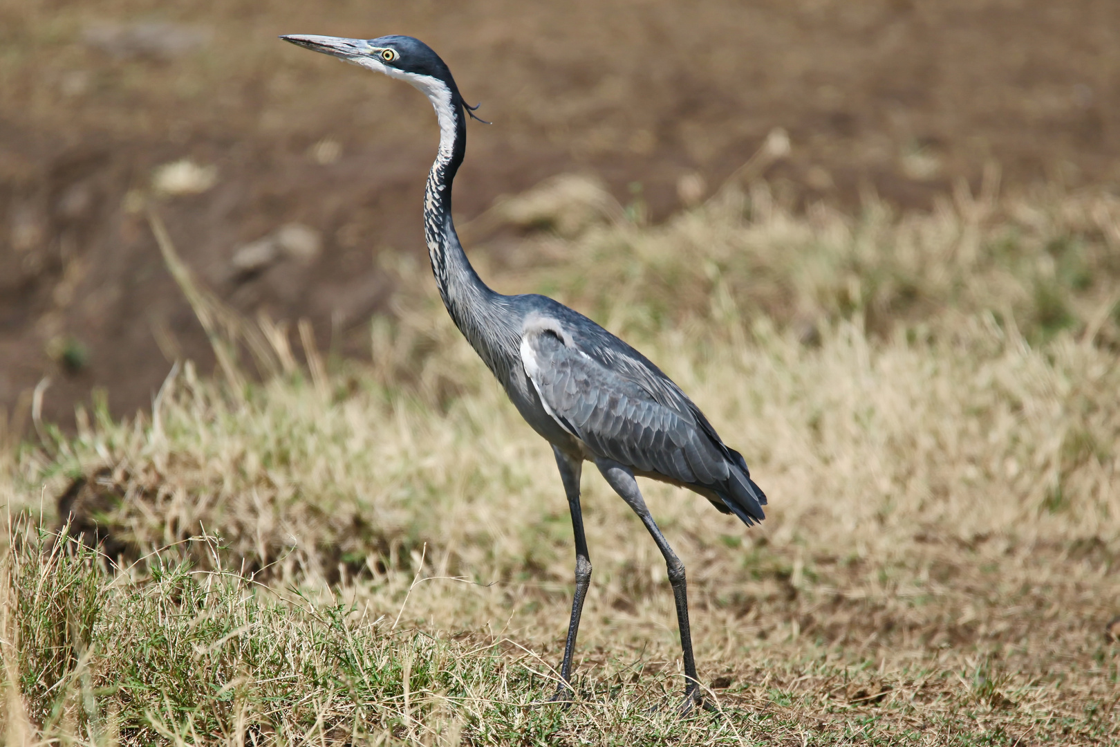 Black-headed heron + 1 Bild