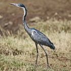 Black-headed heron + 1 Bild