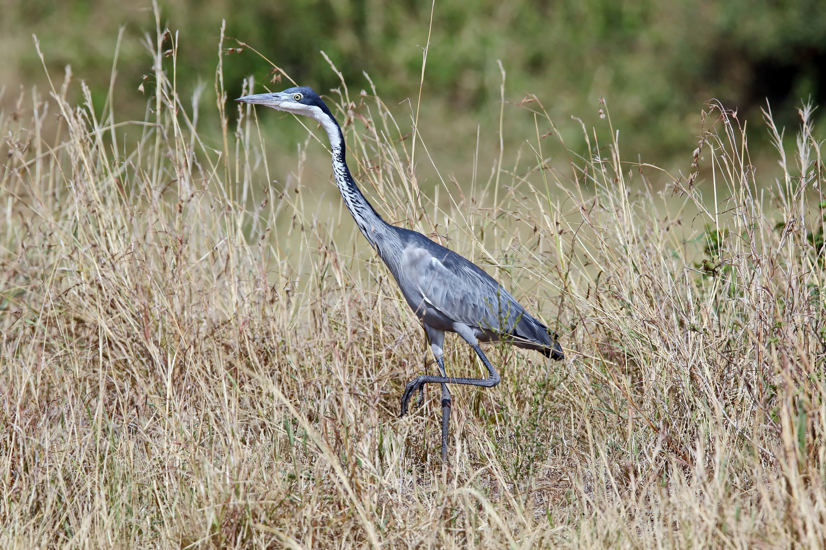 Black-headed heron,Ardea melanocephala