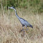 Black-headed heron,Ardea melanocephala