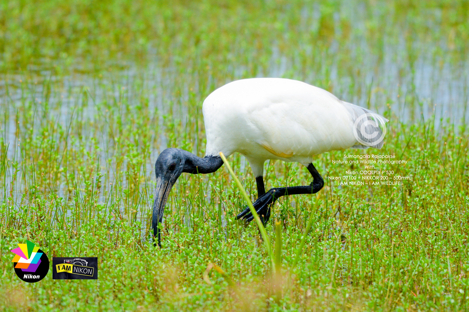 Black-headed Ibis ( Threskiornis melanocephalus).