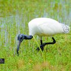 Black-headed Ibis ( Threskiornis melanocephalus).