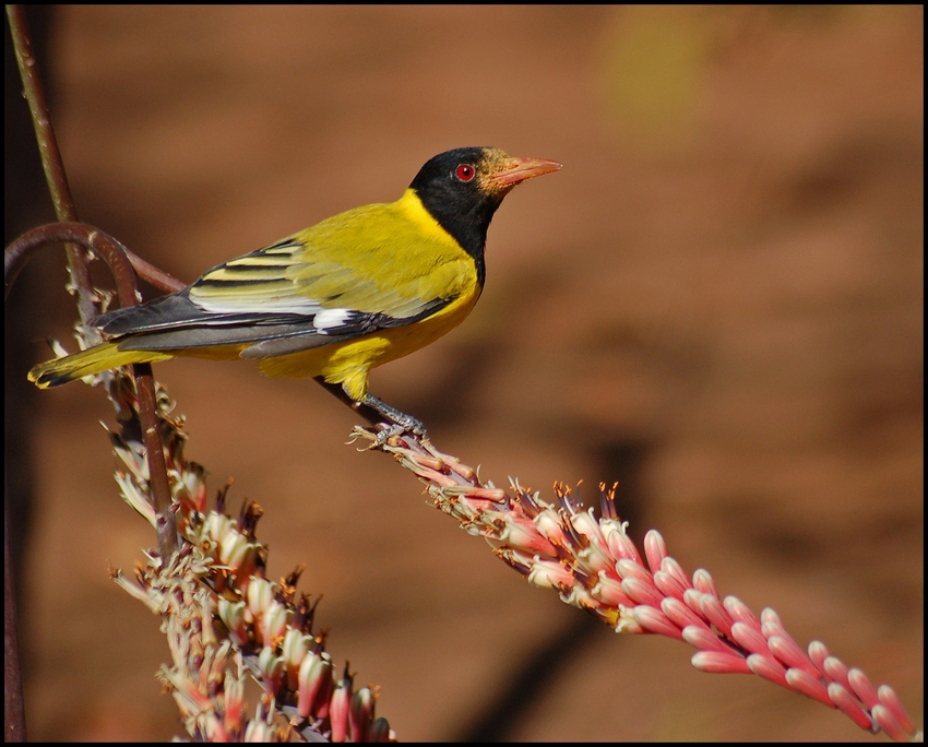 Black-headed Oriole