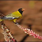 Black-headed Oriole