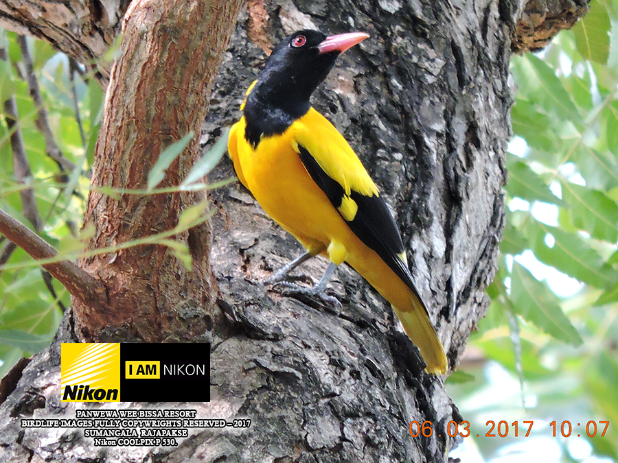 Black-headed Oriole ( Oriolus xanthornus)