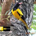 Black-headed Oriole ( Oriolus xanthornus)