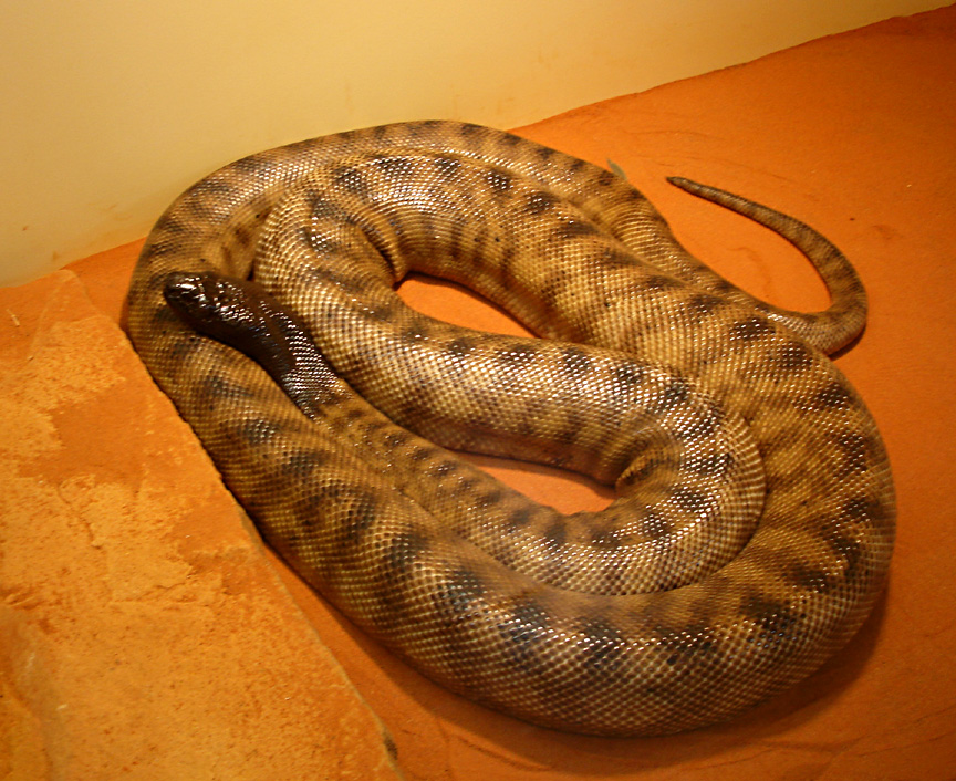 Black Headed Python