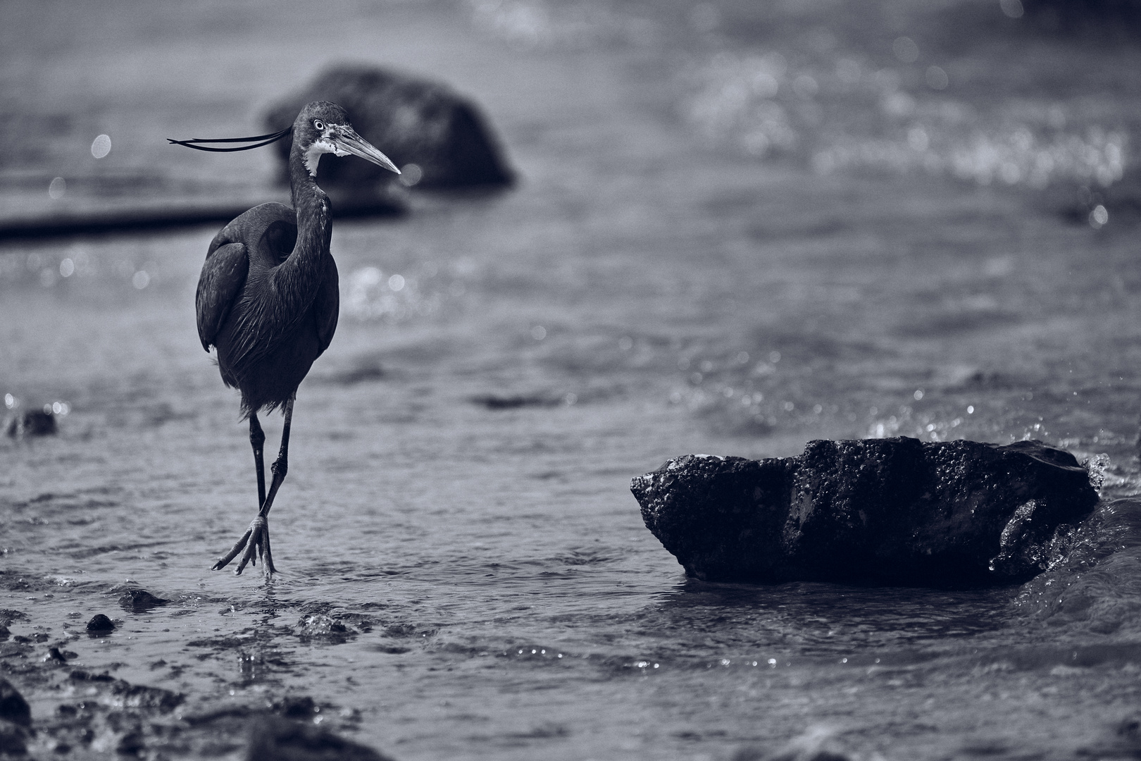 Black Heron 