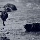 Black Heron 