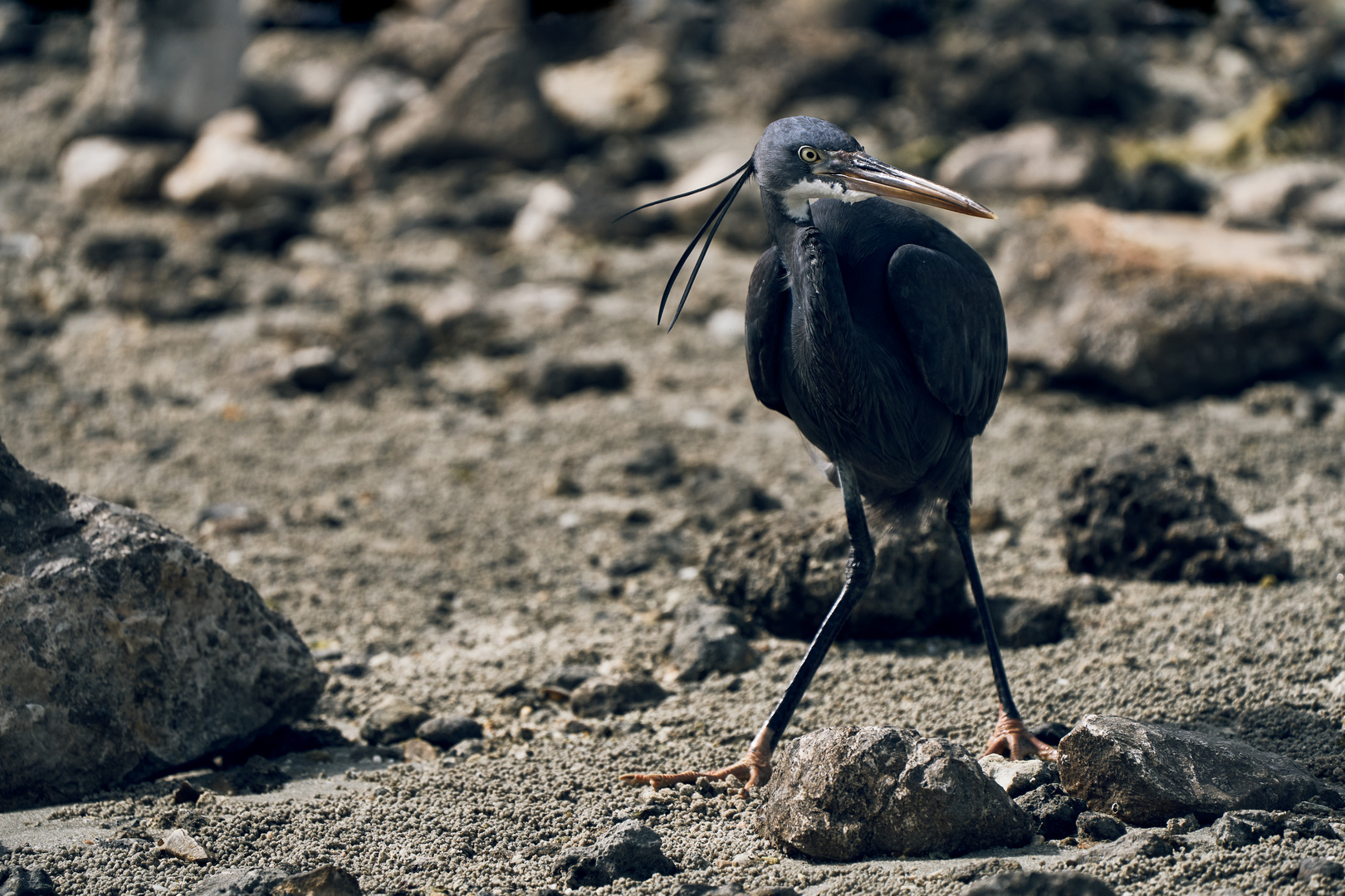 Black Heron