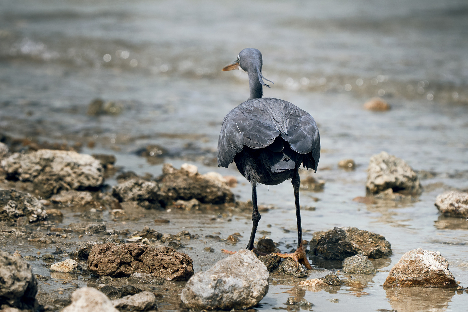 Black Heron