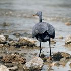 Black Heron