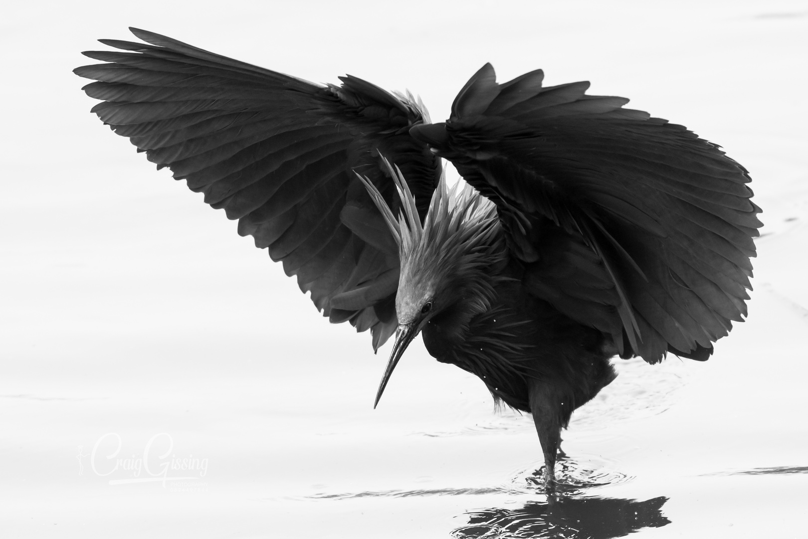 Black Heron Attack