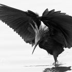 Black Heron Attack