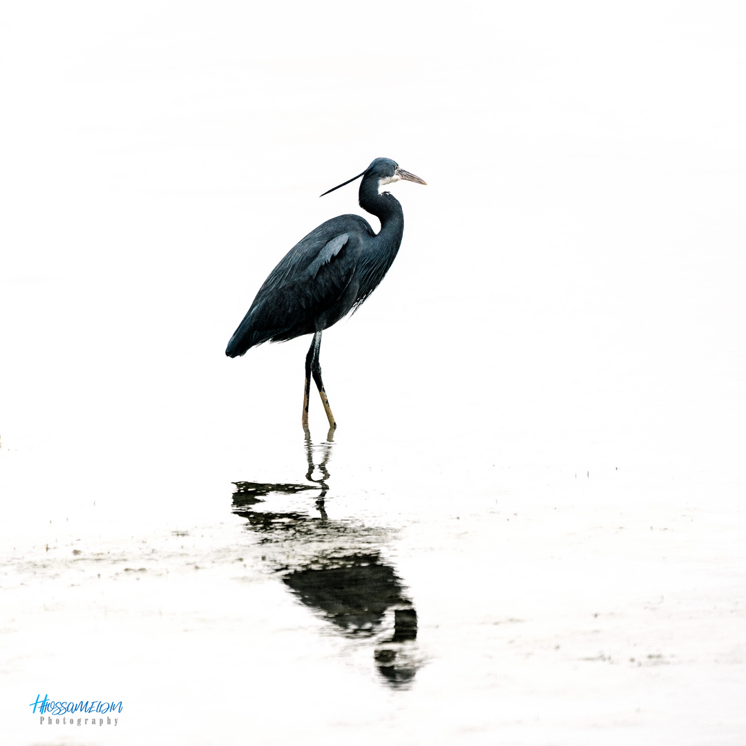 Black Heron 