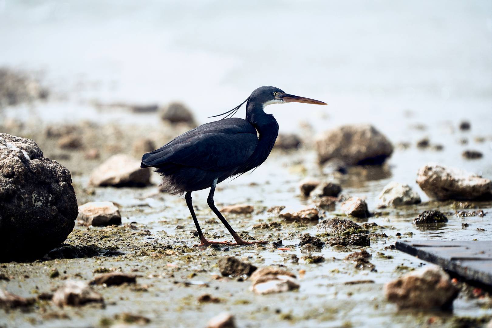 Black Heron 