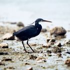 Black Heron 