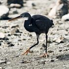 Black Heron