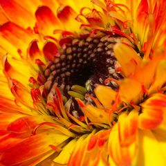 Black hole amidst blazing colours