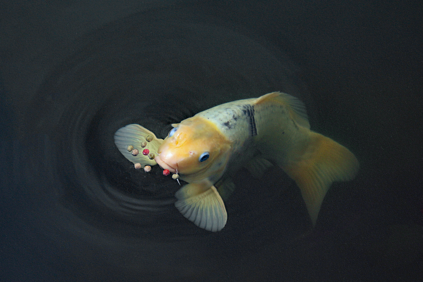 Black Hole Koi