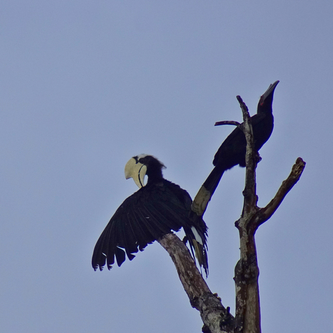 black hornbill (Paar)