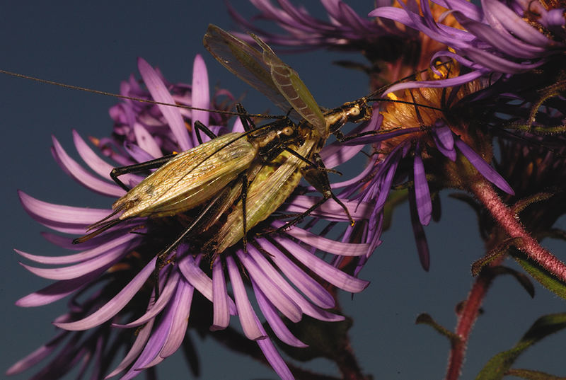 Black-horned Tree Crickets