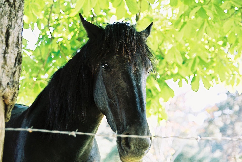 black horse