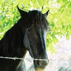 black horse