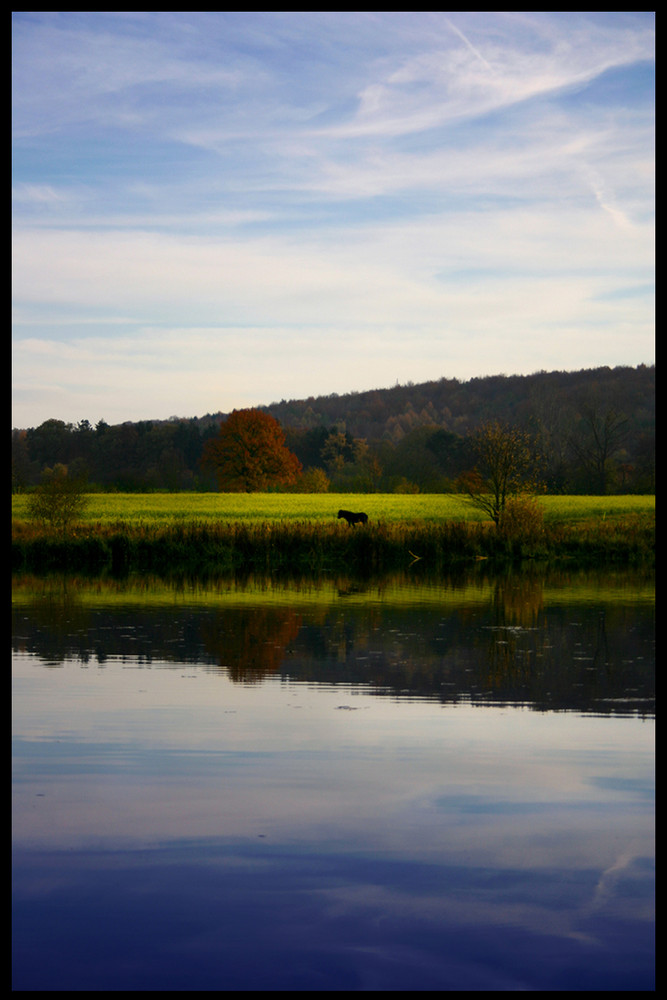 black horse