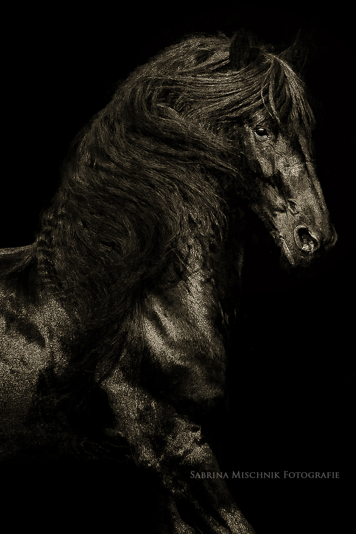 Black horse