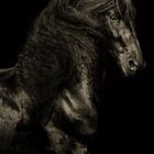 Black horse