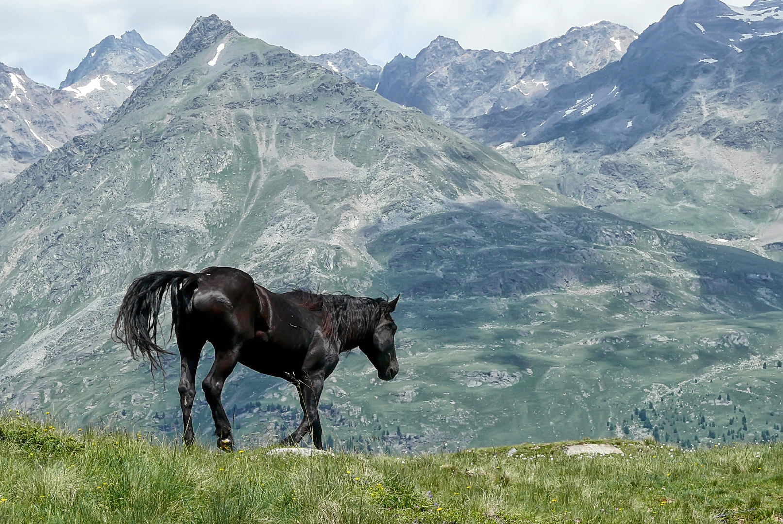 Black horse in the mountains of Austria