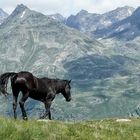 Black horse in the mountains of Austria