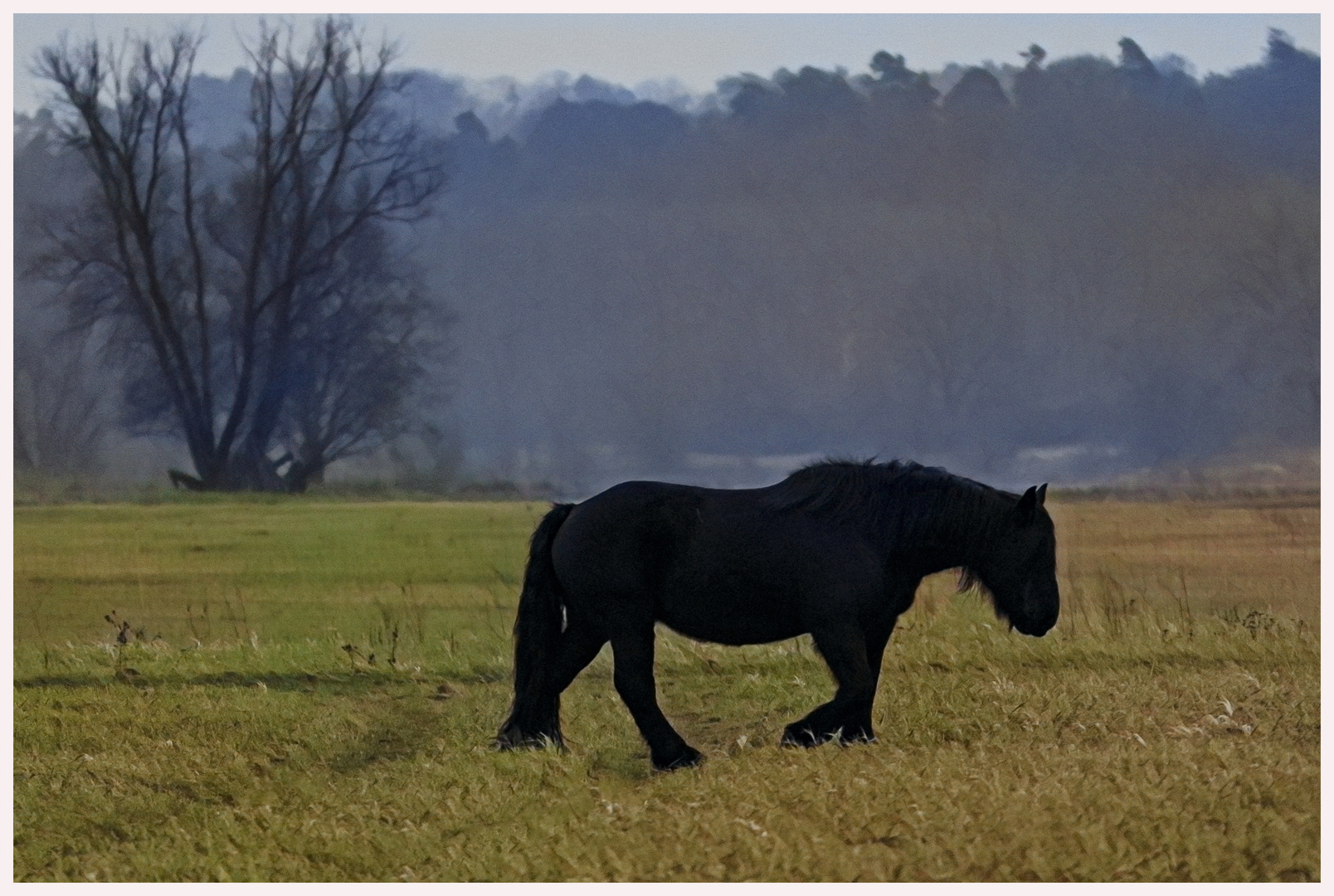 Black horse on a dull day