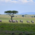 Black horses with white stripes