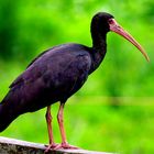 Black ibis of Colombia